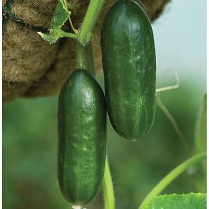 Cucumber - Mini Munch - Thompson and Morgan Seed Pack