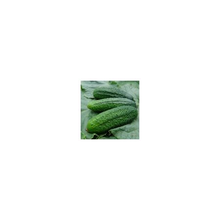 Cucumber Partner F1 (Gherkin) Kings Seeds