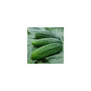 Cucumber Partner F1 (Gherkin) Kings Seeds