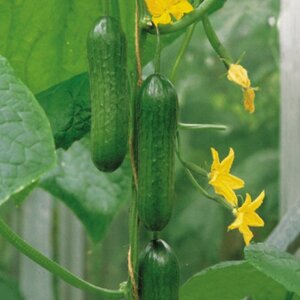 Cucumber Passandra F1 Kings Seeds