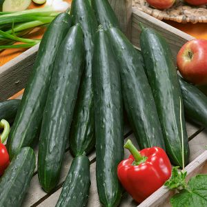 Cucumber (Ridge) Burpless Tasty Green F1 Kings Seeds