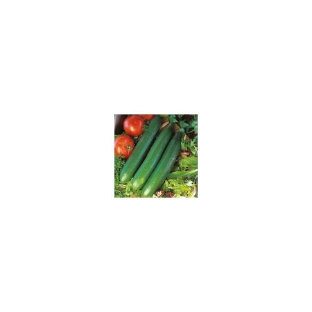 Cucumber Telegraph Improved Kings Seeds