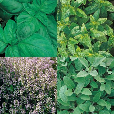 Culinary Favourites Collection Pack Suffolk Herbs