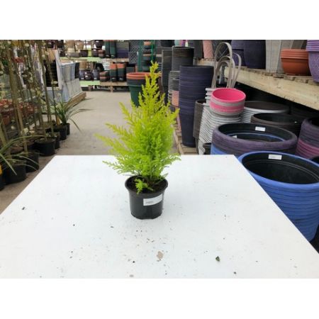 Cupressus Macrocarpa 'Goldcrest' 9Cm C.25Cm