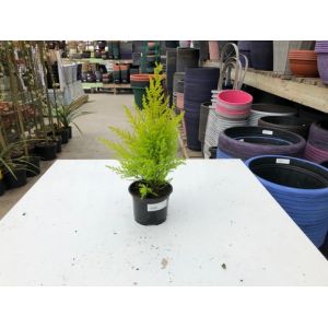 Cupressus Macrocarpa 'Goldcrest' 9Cm C.25Cm