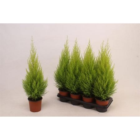 Cupressus Macrocarpa 'Goldcrest' P14 C.60Cm