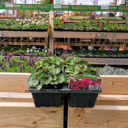 Cyclamen 4 Pack Bedding