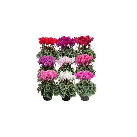 Cyclamen Outdoor Patio Mix 10.5Cm Pot - Our Selection/Various Colours