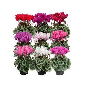 Cyclamen Outdoor Patio Mix 10.5Cm Pot - Our Selection/Various Colours