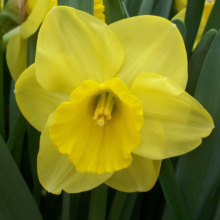 Daffodil - Camelot - 12-14 - 1kg Netted Bag