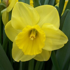 Daffodil - Camelot - 12-14 - 1kg Netted Bag