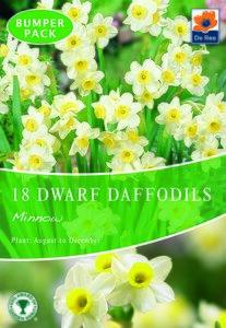 Daffodil (Dwarf) - Minnow - 18 Bulb Pack