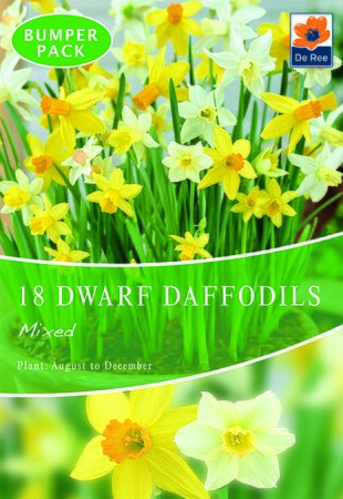 Daffodil (Dwarf) - Mixed - 18 Bulb Pack