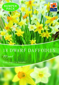 Daffodil (Dwarf) - Mixed - 18 Bulb Pack