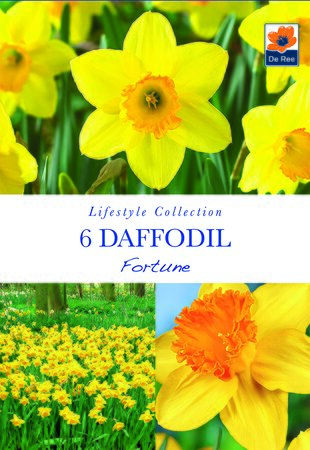Daffodil - Fortune - 6 Pack