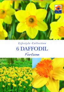 Daffodil - Fortune - 6 Pack