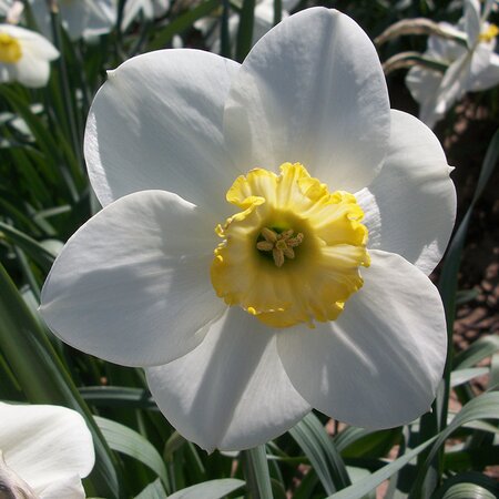Daffodil - Loth Lorien - 12-14 - 1kg Netted Bag