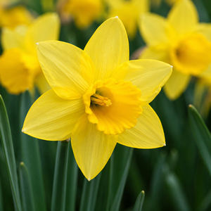 Daffodil Martinette Pack Of 10 Size 8/10