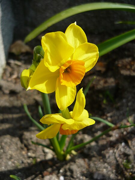 Daffodil Martinette Pack Of 10 Size 8/10