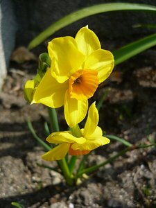 Daffodil Martinette Pack Of 10 Size 8/10