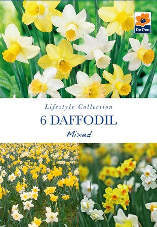 Daffodil - Mixed - 6 Bulb Pack