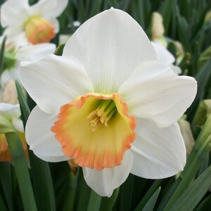 Daffodil Rainbow 14-16 20kg Sack