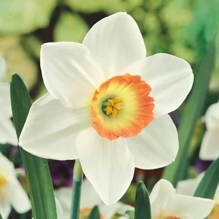 Daffodil - Rainbow - 1Kg Loose Net