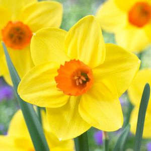 Daffodil Sealing Wax 1 Kg