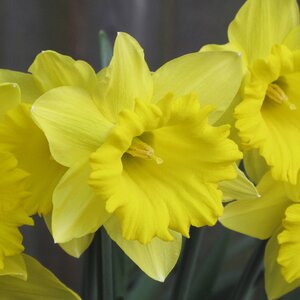 Daffodil Tamara 14-16 20kg Sack