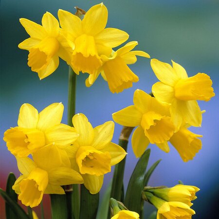 Daffodil Tete-A-Tete Pack Of 10 Size 10/12