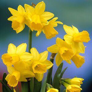 Daffodil Tete-A-Tete Pack Of 10 Size 10/12