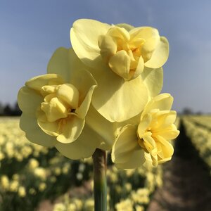 Daffodil Yellow Cheerfulness 12-14 20kg Sack