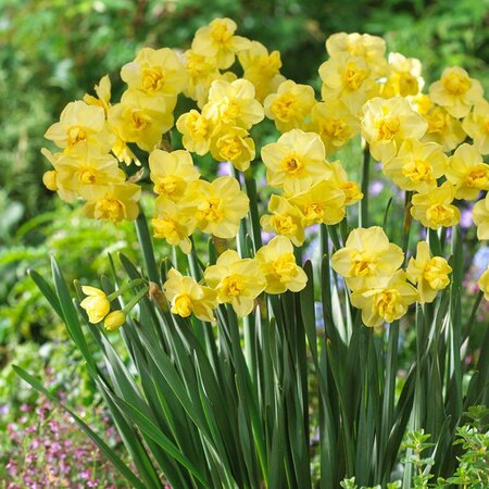 Daffodil Yellow Cheerfulness Bulbs 1kg