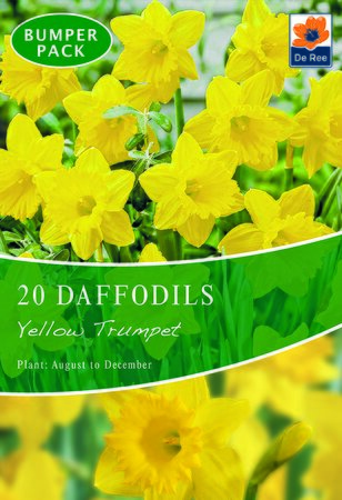 Daffodil - Yellow Trumpet - 20 Bulb Pack