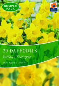 Daffodil - Yellow Trumpet - 20 Bulb Pack
