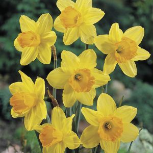 Daffodils Fortune 1 kg