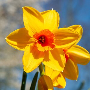 Daffodils Fortune 14-16 20kg Sack