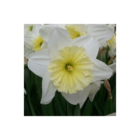 Daffodils Ice Follies 1Kg