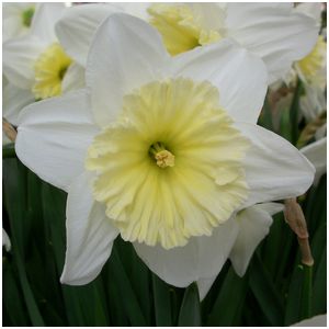 Daffodils Ice Follies 1Kg