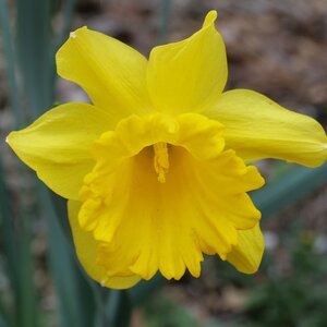 Daffodils King Alfred Bulbs 14-16 20kg Sack