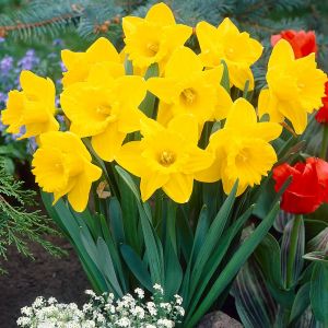 Daffodils King Alfred Bulbs 1kg