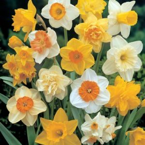 Daffodils Mixed Bulbs 1kg
