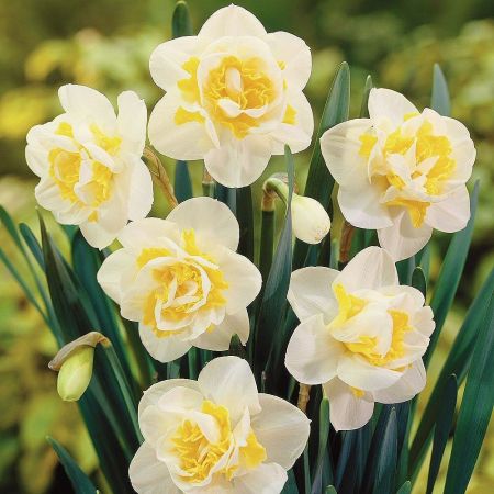 Daffodils White Cheerfulness 1 Kg