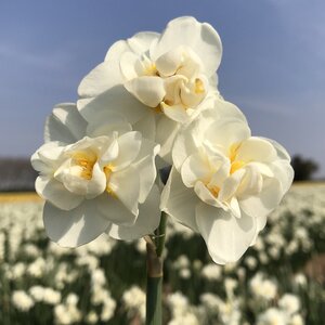 Daffodils White Cheerfulness 12-14 20Kg Sack