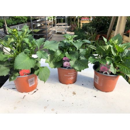Dahlia 14Cm Pot - Various Colours - Our Selection