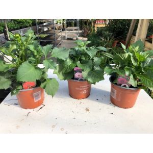 Dahlia 14Cm Pot - Various Colours - Our Selection