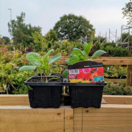 Dahlia (Bedding) Pack - Our Selection