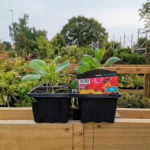 Dahlia (Bedding) Pack - Our Selection