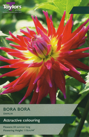 Dahlia Bora Bora 1 Bulb Pack