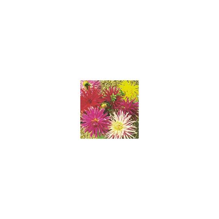 Dahlia Cactus Mixed- Kings Seeds